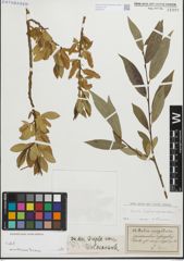 Foto von Salix fragilis L. x Salix pentandra L.